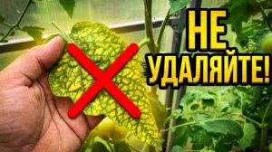 Вот что нужно сделать если на ТОМАТАХ пожелтели нижние листья 🍅🍂