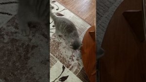 АРХИВНОЕ ВИДЕО