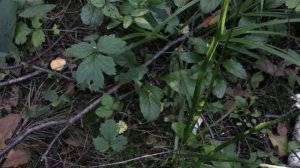Грибы 18 июля.  Невероятное количество (1)
