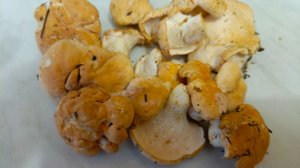 Готовим грибы ежовики очень вкусные грибы Подмосковья.