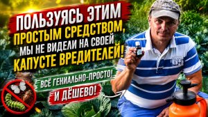 ВРЕДИТЕЛИ КАПУСТЫ-ПОЧЕМУ МЫ ИХ НЕ ВИДЕЛИ УЖЕ ТРИ ГОДА