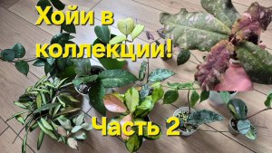 Хойи подросли.Часть 2!