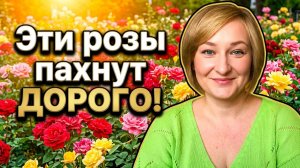 Топ-6 парфюмерных роз, которые сведут вас с ума 🌹 Секреты питомника