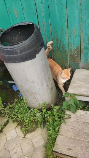 дом беседка и другое
