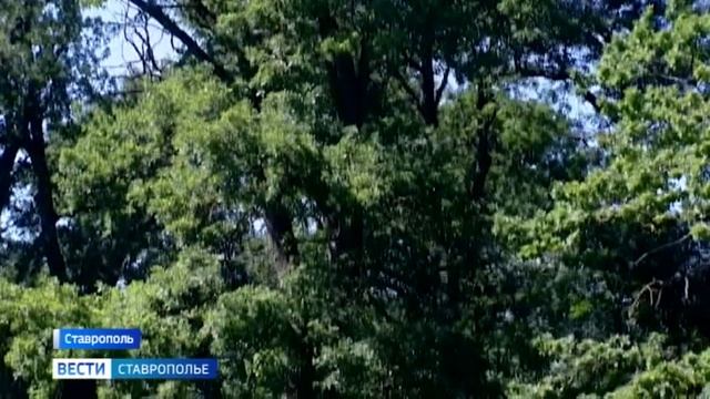 Зелёные патриархи Ставрополя: как город хранит свои вековые деревья смотреть онлайн