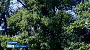 Зелёные патриархи Ставрополя: как город хранит свои вековые деревья