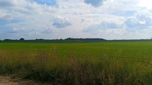 Поле, лес, пение птиц, звуки природы, звуки деревни, лето, июль, вечер, цаеиы, красота природы.