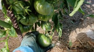 Сибирь. Омск. Часть 2. Обзор томатов 🍅 в открытом грунте.