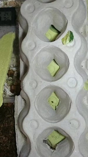 жуки!