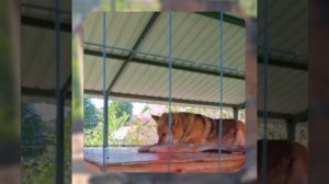 1000063850.mp4 (Собака слушает о установке газового котла в соответствии с проектом в доме А-фрейм)