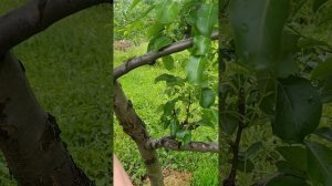 Летняя обрезка плодового сада