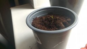 выросла помидорка.🍅