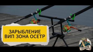 ЗАРЫБЛЕНИЕ ОСЕТРОМ ВИП ЗОНЫ 10 июля