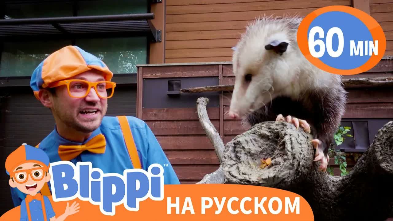 Песня Мы Изучаем Дикую Природу _ Изучай этот мир вместе с Блиппи _ Обучающие видео смотреть онлайн