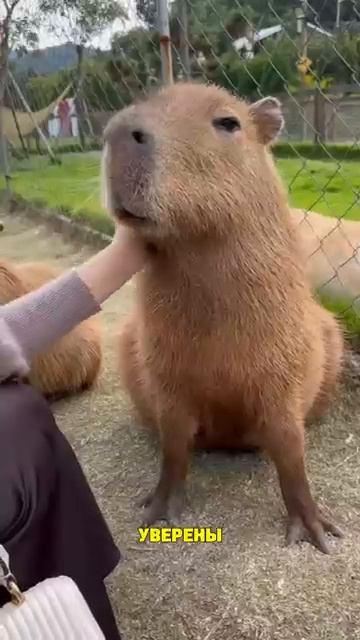 Странные Вещи, Которые Делают Капибары