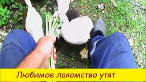 Любимое лакомство утят