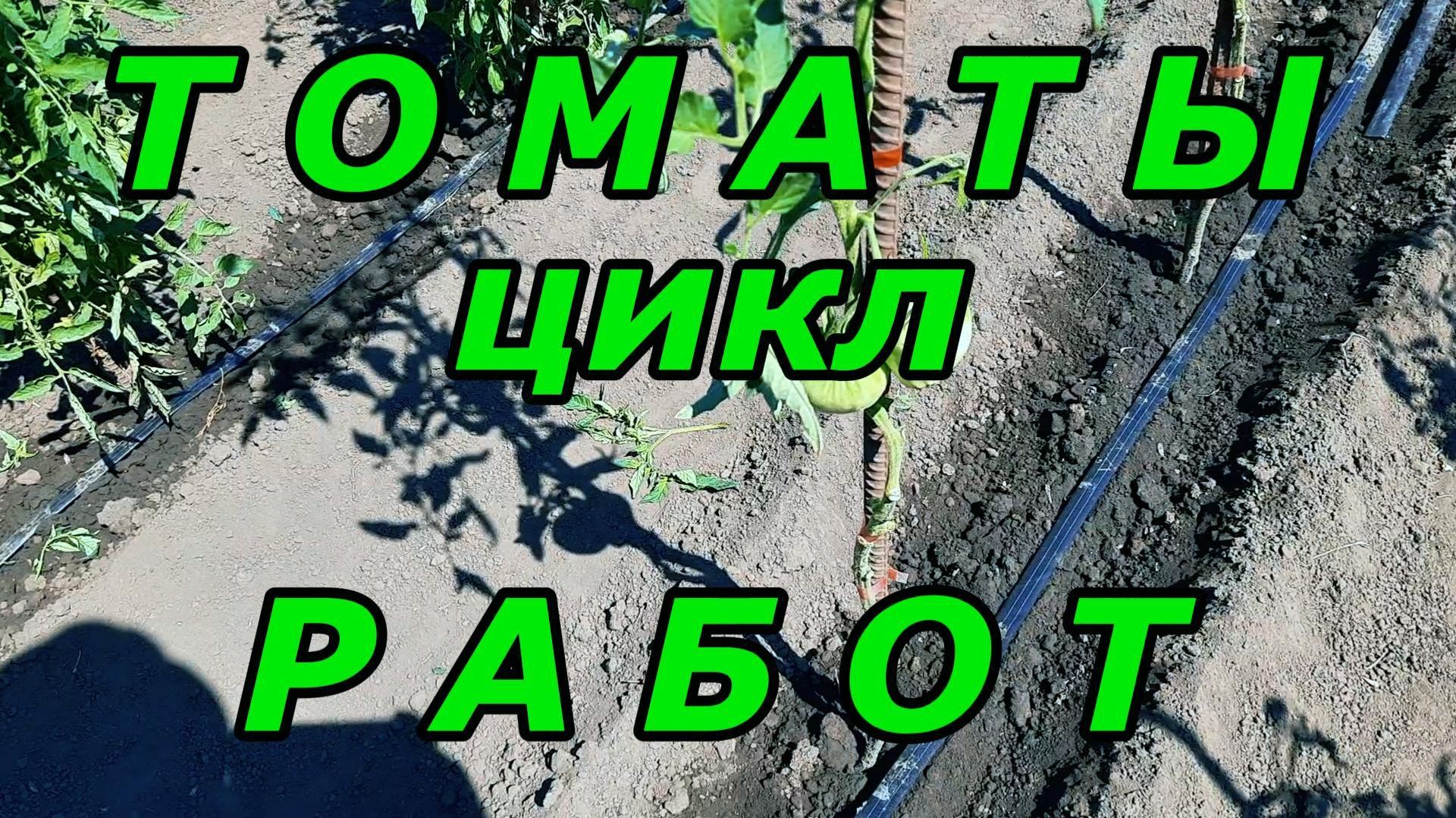 Томаты цикл Работ