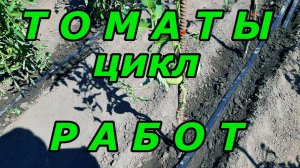 Томаты цикл Работ