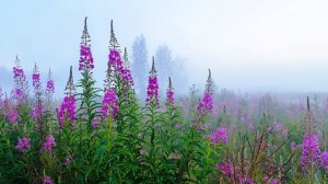 Любовь Костоглотова  «Ах, Иван-чай!» (музыка и слова Ирины Скибиной)