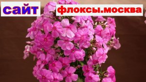 ВЫСТАВКА ФЛОКСОВ в МОСКВЕ в аптекарском огороде . 1 серия