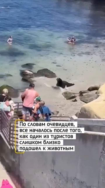 Морские львы устроили переполох Морские львы устроили переполох