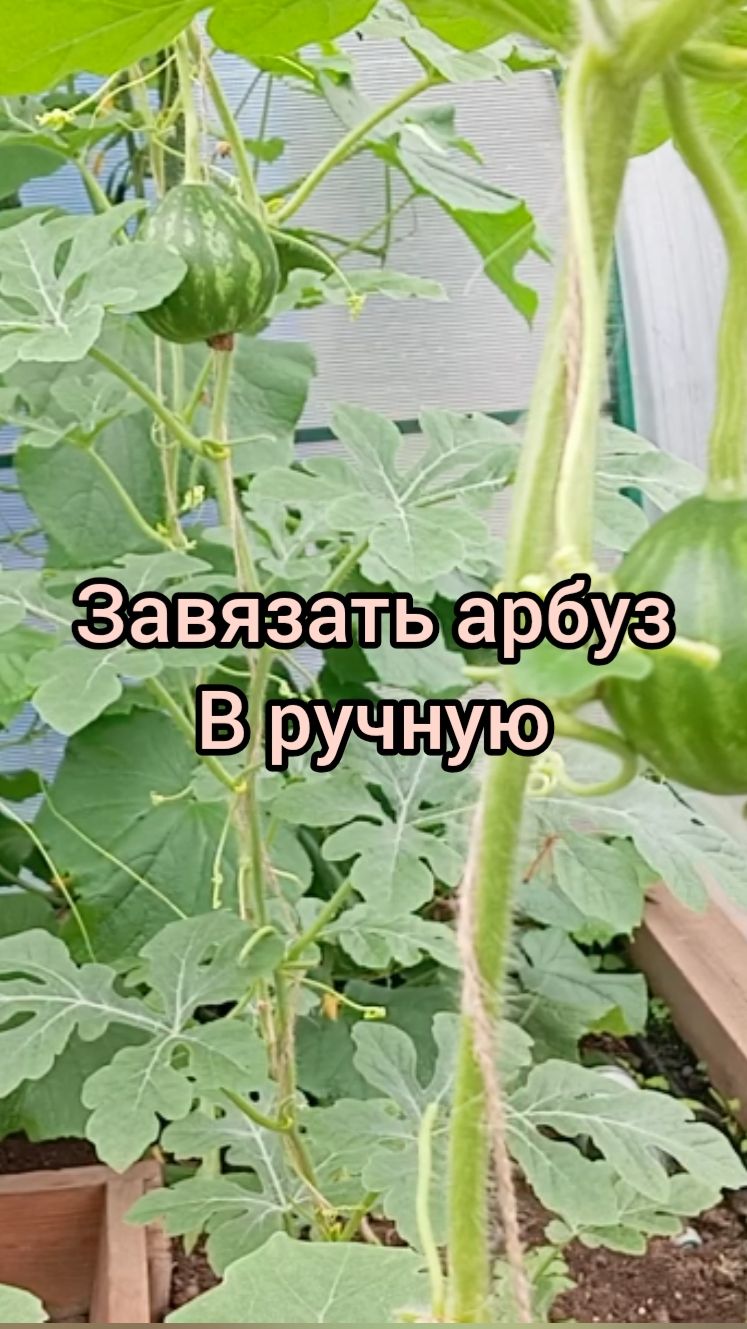 КАК ЗАВЯЗАТЬ АРБУЗ В РУЧНУЮ🍉