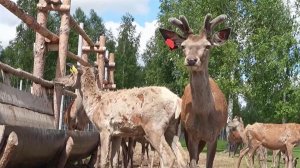 Агротуризм в России набирает невероятную популярность.