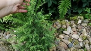 Сад с редкими хвойными растениями на каменной горке! 🌲🌳