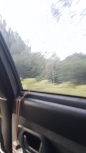 едим с папой в коприно