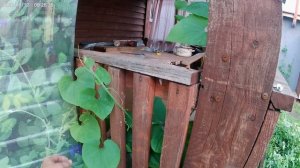 Из вставки для теплицы Коля сделал арку для вьюнов. Будет красота.