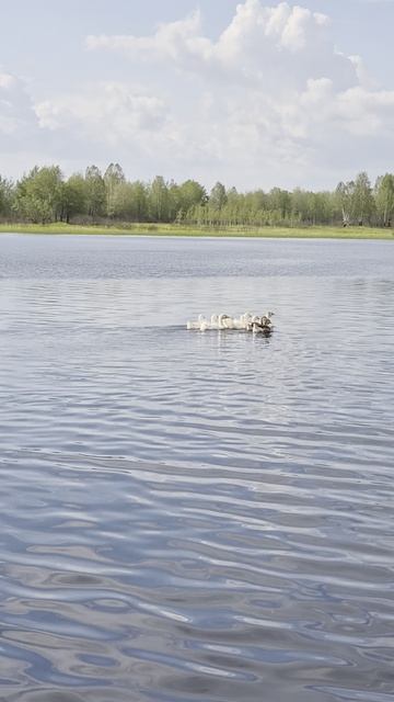 04.07.2026 Дикие гуси часть 2
