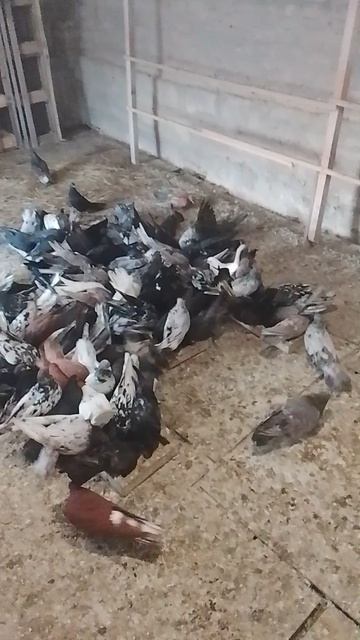 николаевские голуби