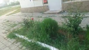 Walking around hometown 76