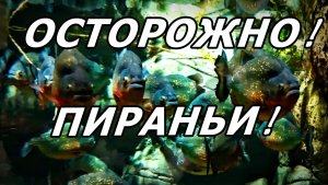 ТОТ САМЫЙ МОМЕНТ, КОГДА РЫБА СМОТРИТ НА ТЕБЯ КАК НА ЕДУ 😳 ЧАСТЬ 4: ❗ ПИРАНЬИ.