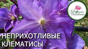 НЕ НУЖНО БОЯТСЯ САЖАТЬ КЛЕМАТИСЫ
