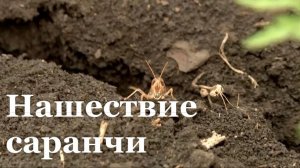В ЛНР нашествие саранчи / События недели