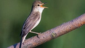 Звук природы. Пение птицы Камышовка атоловая  на болоте