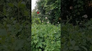 Трудо- выебудни продолжаются