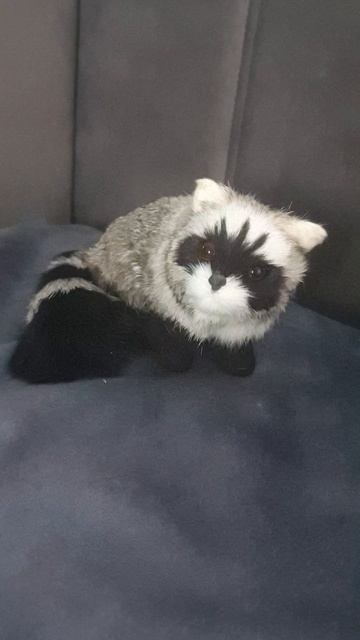 енотик 🦝 смотреть онлайн