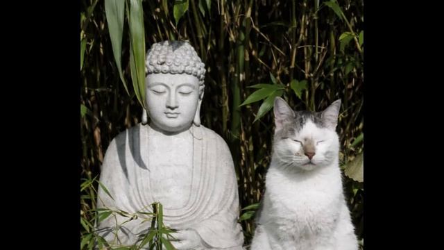 Your Cats Favorite Ambient Jungle Set