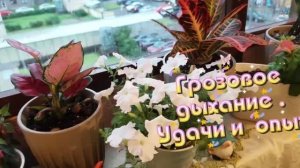 10.07.26☘️Грозовое Дыхание...☘️