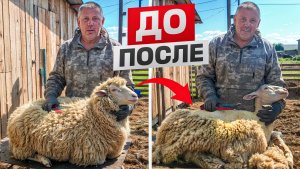 ЭТО БЫЛО НЕПРОСТО... 🐑 Стрижка овец ВРУЧНУЮ