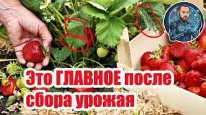 🍓 Летняя чистка клубники выжигаем все болезни и вредителей! 🔥 Генеральная уборка после урожая.