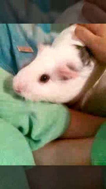 Видео про Няшу не будет 2 месяца 😰😢