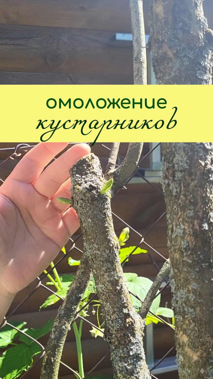 ОМОЛОЖЕНИЕ кустарников