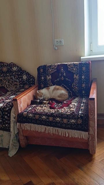 мой котик