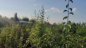 ,,Тля боится высоты,, Утверждают некоторые ,,садоводы,,