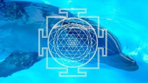 Дельфинотерапия 🐬  Исцеляющие звуки дельфинов  Dolphins sounds and noises   Дельфин 🐬