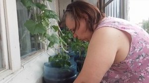 В воскресный день занимаюсь огородиком и делаю заготовки.