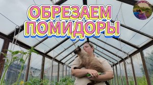 Болезнь-не повод бросить огород: спасаем томаты
